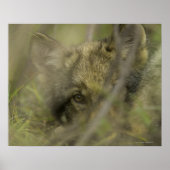 Grauwolf (Canis lupus) allein, versteckt sich in Poster (Vorne)