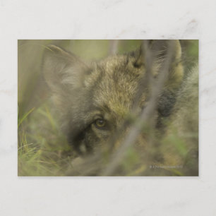 Grauwolf (Canis lupus) allein, versteckt sich in Postkarte
