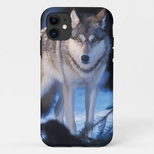 Grauwolf, Canis lupus, am Fuße Case-Mate iPhone Hülle (Rückseite)