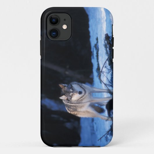 Grauwolf, Canis lupus, am Fuße Case-Mate iPhone Hülle (Rückseite)