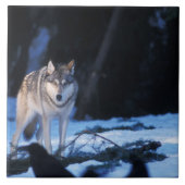 Grauwolf, Canis lupus, am Fuße Fliese (Vorderseite)