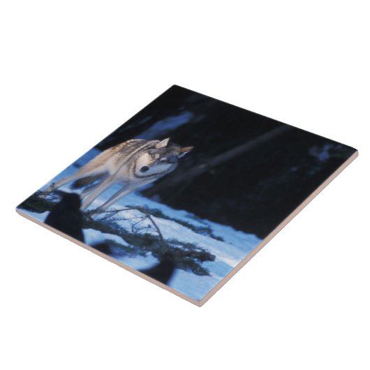 Grauwolf, Canis lupus, am Fuße Fliese (Seite)