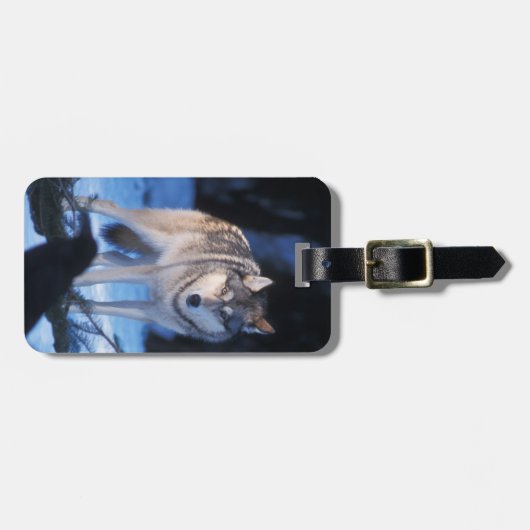 Grauwolf, Canis lupus, am Fuße Gepäckanhänger (Vorderseite horizontal)