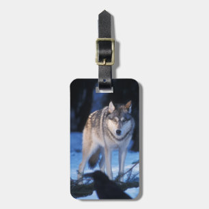 Grauwolf, Canis lupus, am Fuße Gepäckanhänger