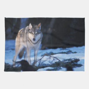 Grauwolf, Canis lupus, am Fuße Geschirrtuch