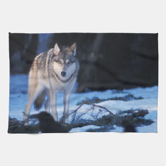 Grauwolf, Canis lupus, am Fuße Geschirrtuch (Horizontal)