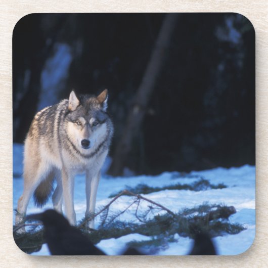 Grauwolf, Canis lupus, am Fuße Getränkeuntersetzer (Vorderseite)