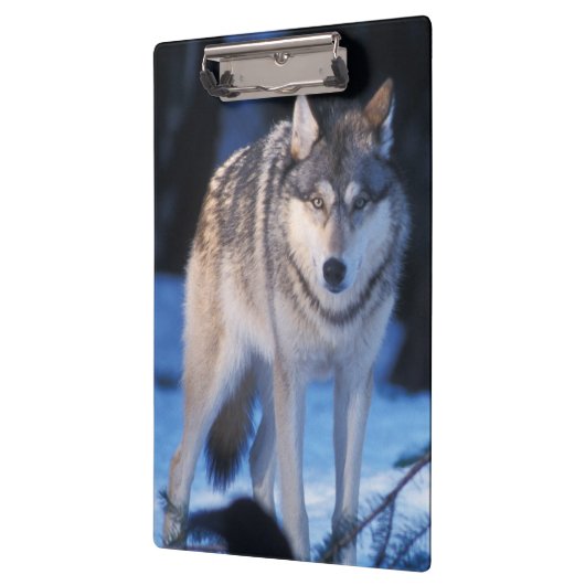 Grauwolf, Canis lupus, am Fuße Klemmbrett (Links)