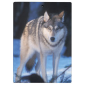 Grauwolf, Canis lupus, am Fuße Klemmbrett (Rückseite)