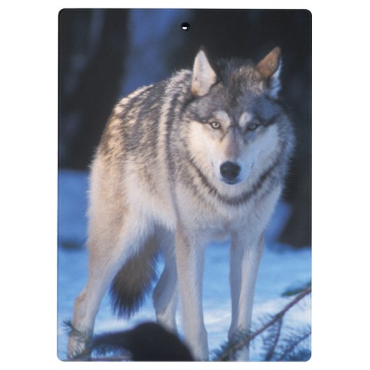 Grauwolf, Canis lupus, am Fuße Klemmbrett (Rückseite)