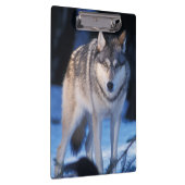 Grauwolf, Canis lupus, am Fuße Klemmbrett (Rechts)