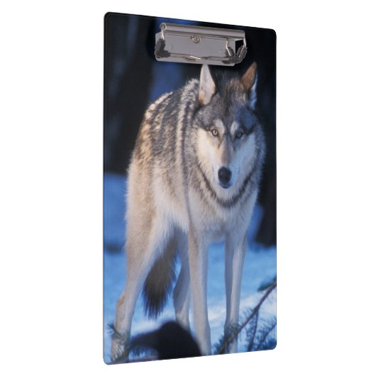 Grauwolf, Canis lupus, am Fuße Klemmbrett (Rechts)