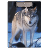 Grauwolf, Canis lupus, am Fuße Klemmbrett (Vorderseite)