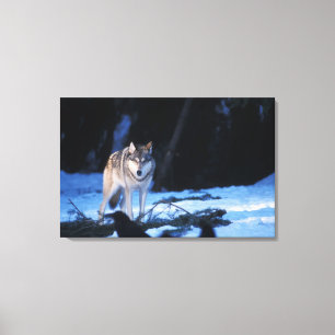 Grauwolf, Canis lupus, am Fuße Leinwanddruck