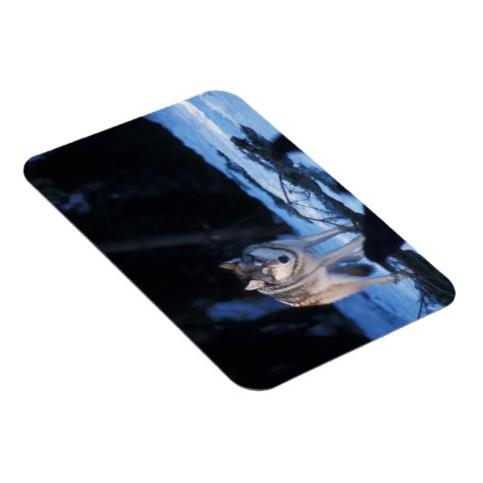 Grauwolf, Canis lupus, am Fuße Magnet (Rechte Seite)