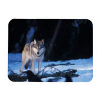 Grauwolf, Canis lupus, am Fuße