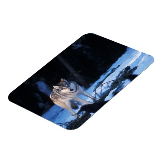 Grauwolf, Canis lupus, am Fuße Magnet (Linke Seite)