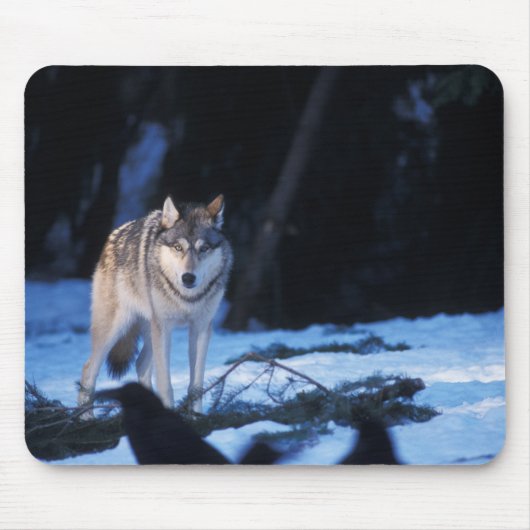Grauwolf, Canis lupus, am Fuße Mousepad (Vorne)