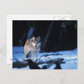 Grauwolf, Canis lupus, am Fuße Postkarte (Vorne/Hinten)