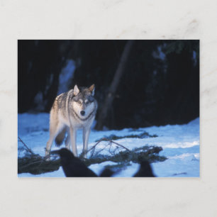 Grauwolf, Canis lupus, am Fuße Postkarte