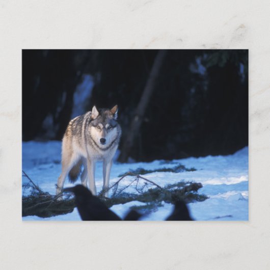 Grauwolf, Canis lupus, am Fuße Postkarte (Vorderseite)
