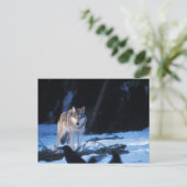 Grauwolf, Canis lupus, am Fuße Postkarte (Stehend Vorderseite)