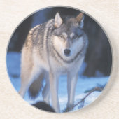 Grauwolf, Canis lupus, am Fuße Sandstein Untersetzer (Vorne)