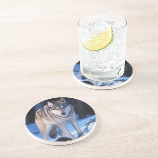 Grauwolf, Canis lupus, am Fuße Sandstein Untersetzer (Seite)