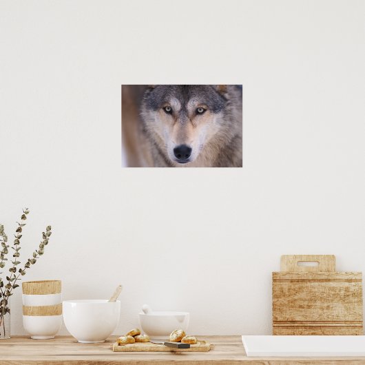 Grauwolf, Canis lupus, Augen nah Poster (Küche)
