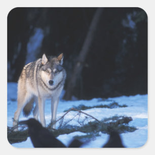 Grauwolf, Canis lupus, im Vorgebirge Quadratischer Aufkleber