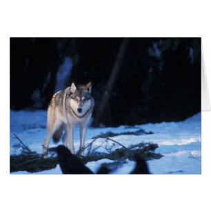 Grauwolf, Canis lupus, in den Vorgebirgen
