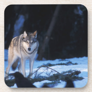 Grauwolf, Canis lupus, in den Vorgebirgen Getränkeuntersetzer
