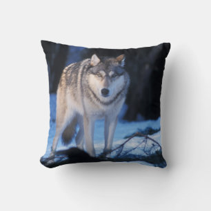 Grauwolf, Canis lupus, in den Vorgebirgen Kissen