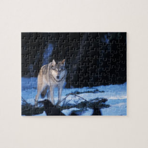 Grauwolf, Canis lupus, in den Vorgebirgen Puzzle