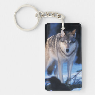 Grauwolf, Canis lupus, in den Vorgebirgen Schlüsselanhänger