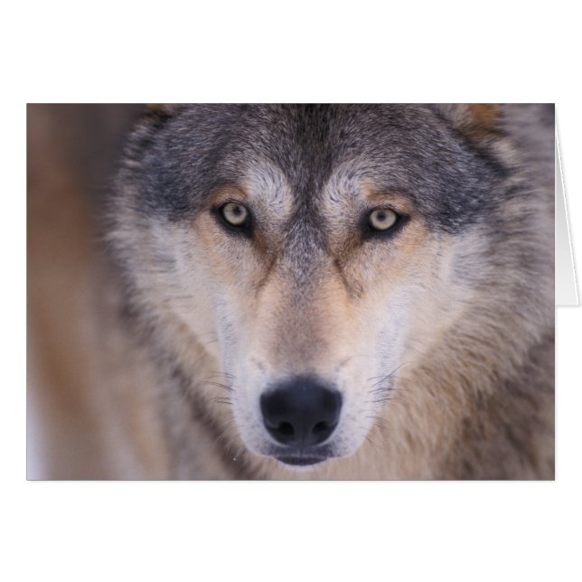 Grauwolf, Canis lupus, nah (Vorderseite (Horizontal))