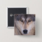 Grauwolf, Canis lupus, nah Button (Vorne & Hinten)