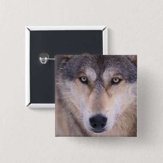 Grauwolf, Canis lupus, nah Button (Vorne & Hinten)