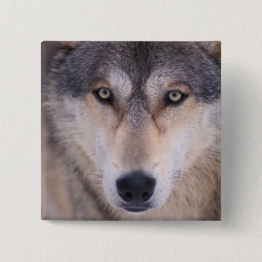 Grauwolf, Canis lupus, nah Button (Vorderseite)