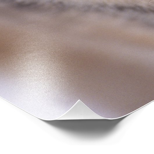 Grauwolf, Canis lupus, nah Fotodruck (Ecke)