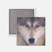 Grauwolf, Canis lupus, nah Magnet (Vorderseite/Rückseite)