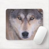 Grauwolf, Canis lupus, nah Mousepad (Mit Mouse)