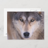 Grauwolf, Canis lupus, nah Postkarte (Vorne/Hinten)