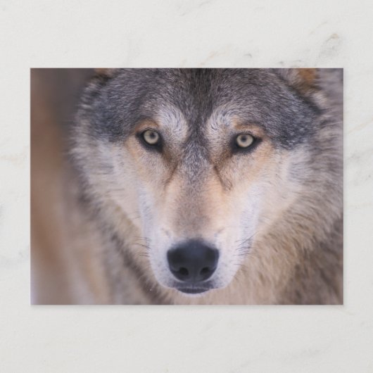 Grauwolf, Canis lupus, nah Postkarte (Vorderseite)
