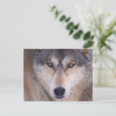 Grauwolf, Canis lupus, nah Postkarte (Stehend Vorderseite)