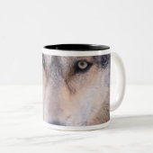 Grauwolf, Canis lupus, nah Zweifarbige Tasse (VorderseiteRechts)