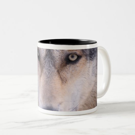 Grauwolf, Canis lupus, nah Zweifarbige Tasse (VorderseiteRechts)