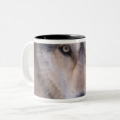Grauwolf, Canis lupus, nah Zweifarbige Tasse (Vorderseite Links)