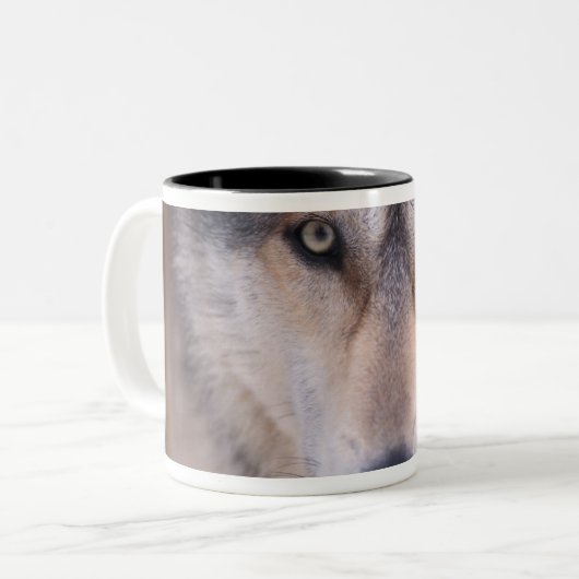 Grauwolf, Canis lupus, nah Zweifarbige Tasse (Vorderseite Links)