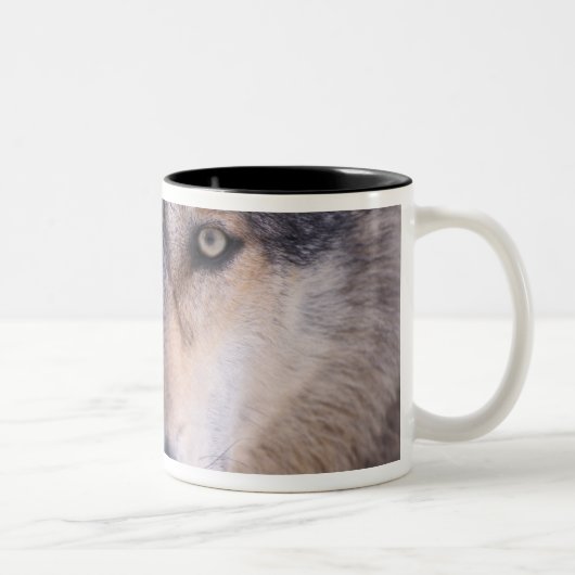 Grauwolf, Canis lupus, nah Zweifarbige Tasse (Rechts)